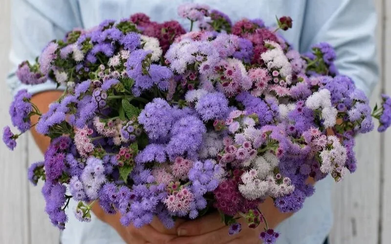 How to Grow: Ageratum