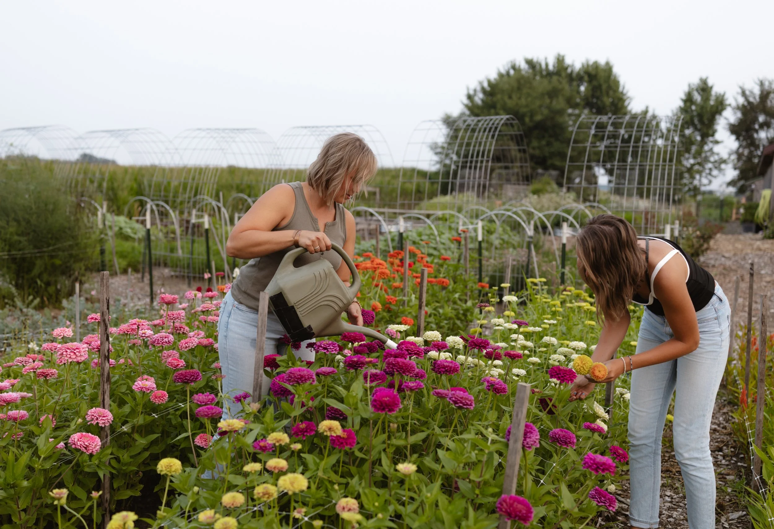 Seeds vs. Plants: Which one actually makes sense for the home gardener? 