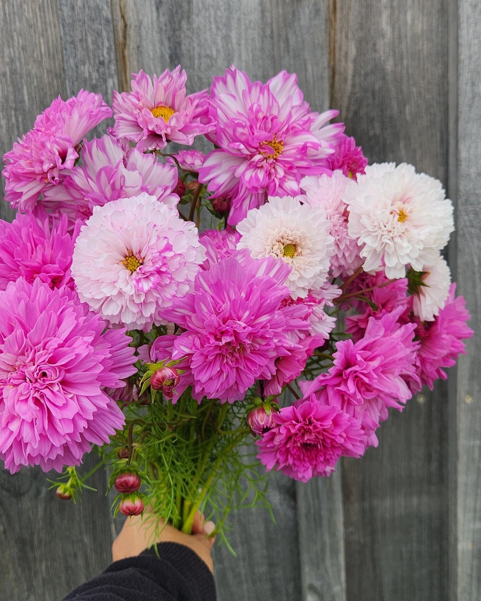 How to Grow: Cosmos