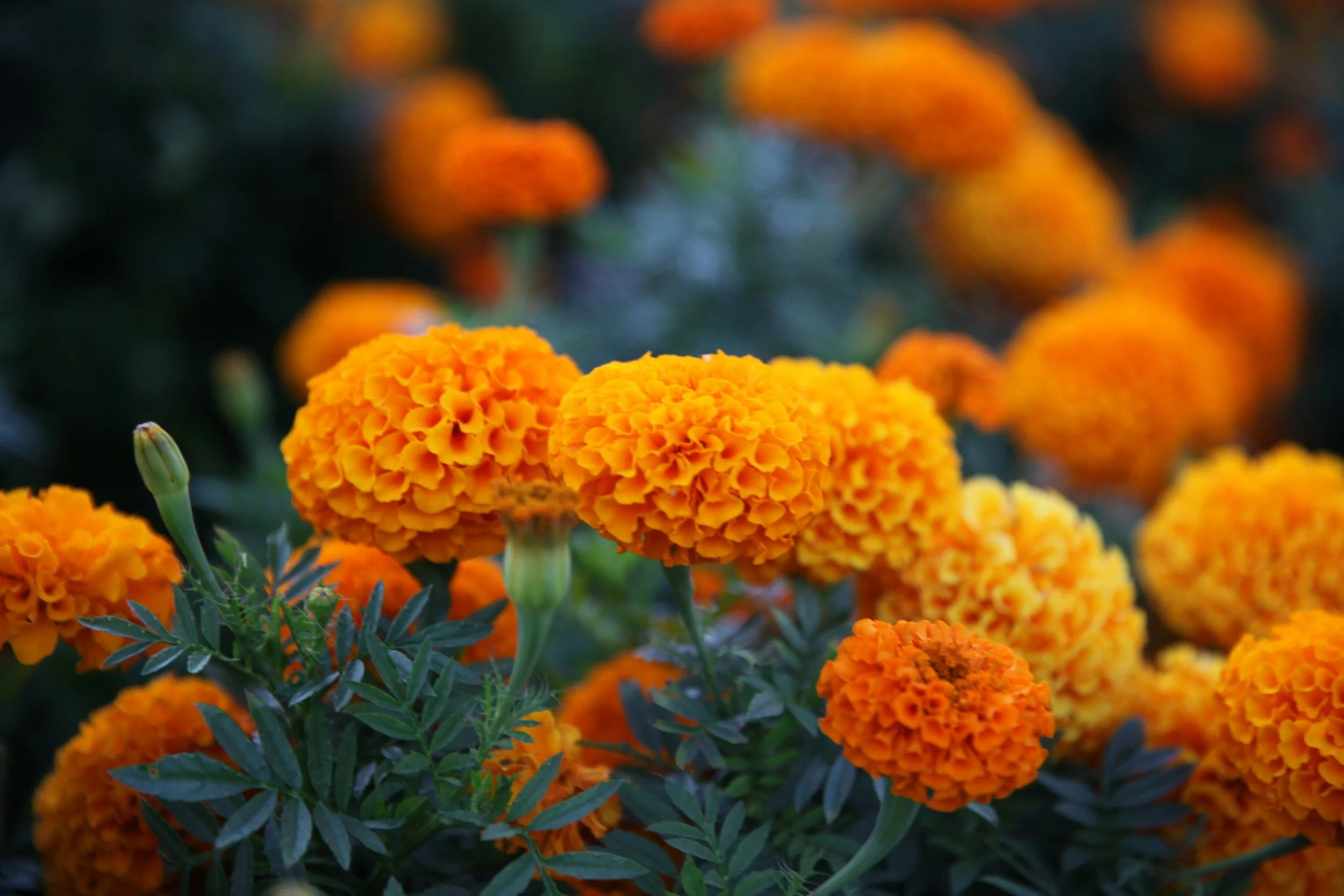 How to Grow: Marigolds