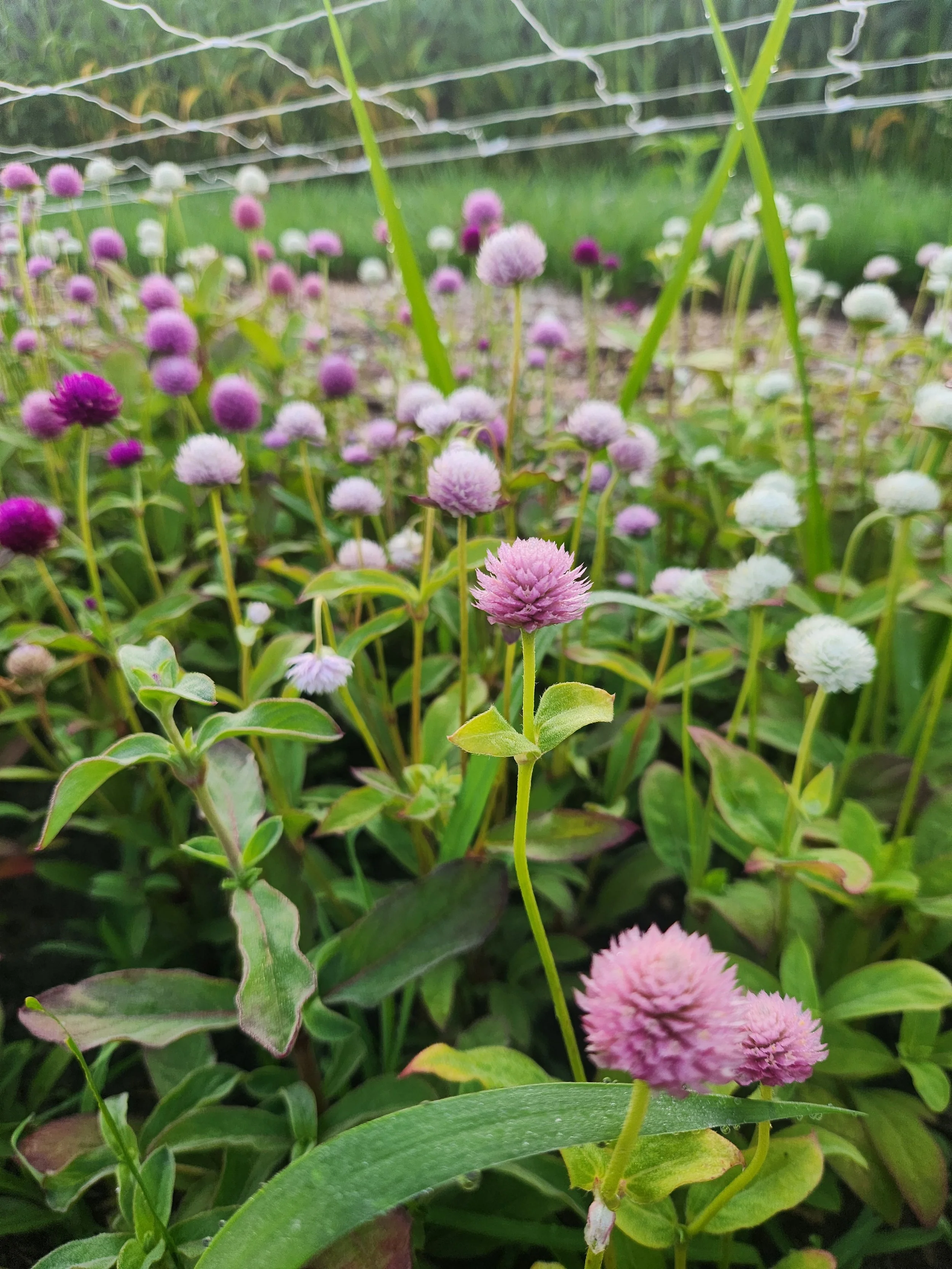 How to Grow: Gomphrena