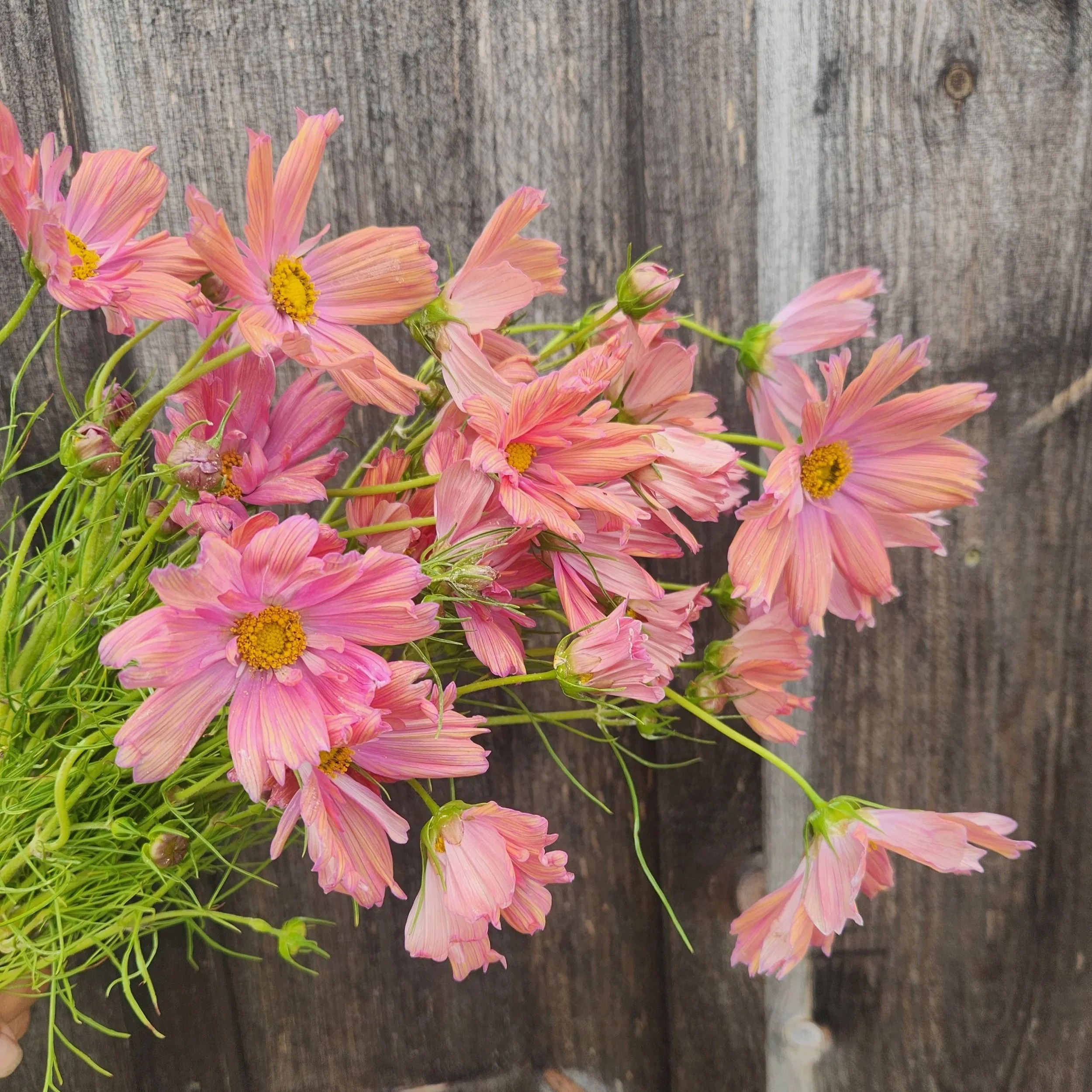 Cosmos Apricotta - beautiful salmon pink colored cosmos with a double layer