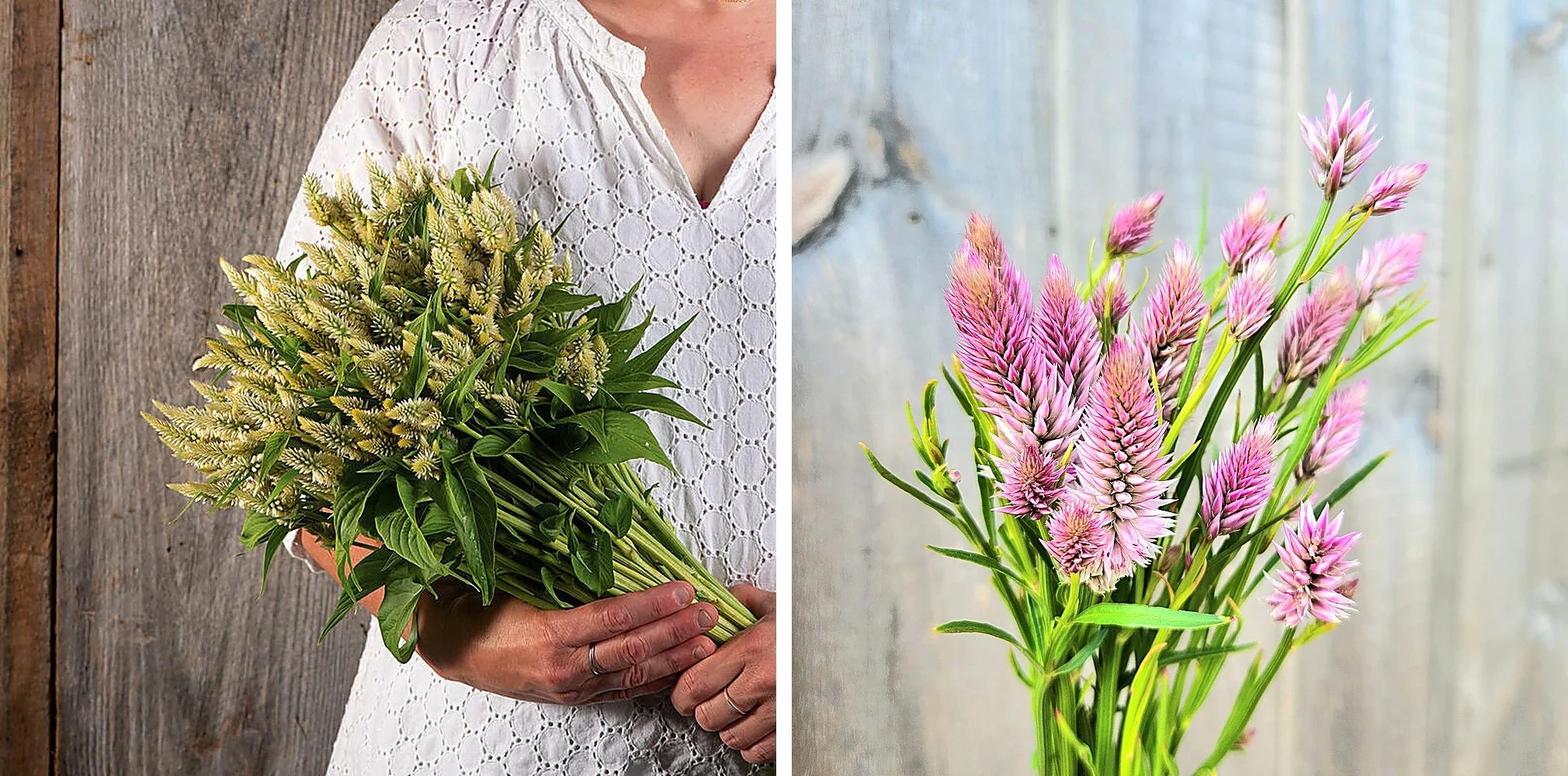 Celosia "Blushing Bride" 6 pack cut flower plants