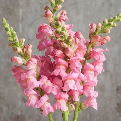 Snapdragon Potomac pink from Johnny Seed. Softer pink color flowers on a tall spike stem