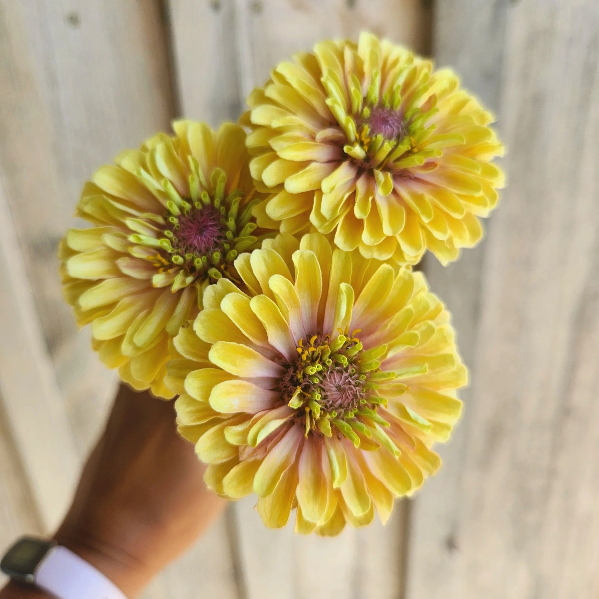 Zinnia Queen Lime Blush - small daisy looking zinnia with lime coloring overlaid with blush, pink. creates a two tone look
