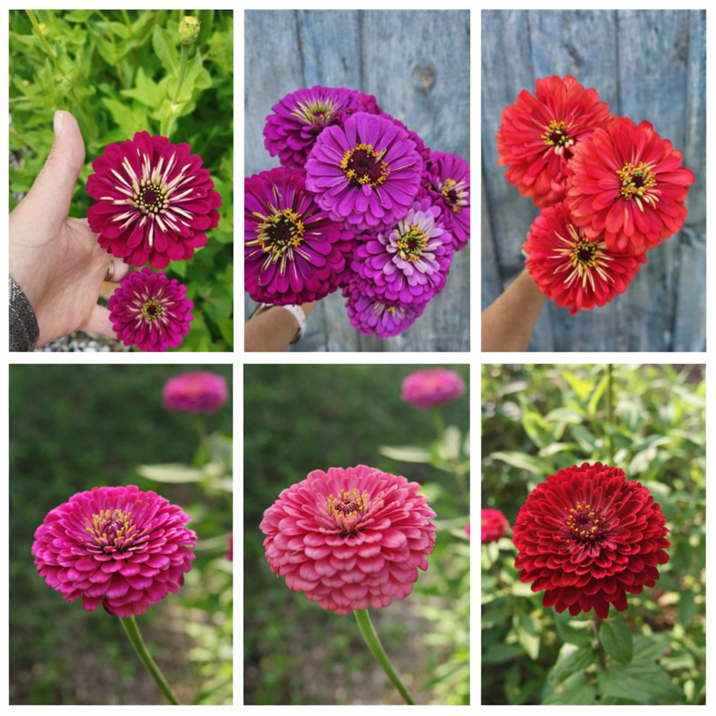 Zinnia "Berry Tart Mix" - 6 pack