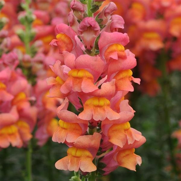Snapdragon potomac orange from Johnny Seed. Bronze and orange color snap with tall spike form