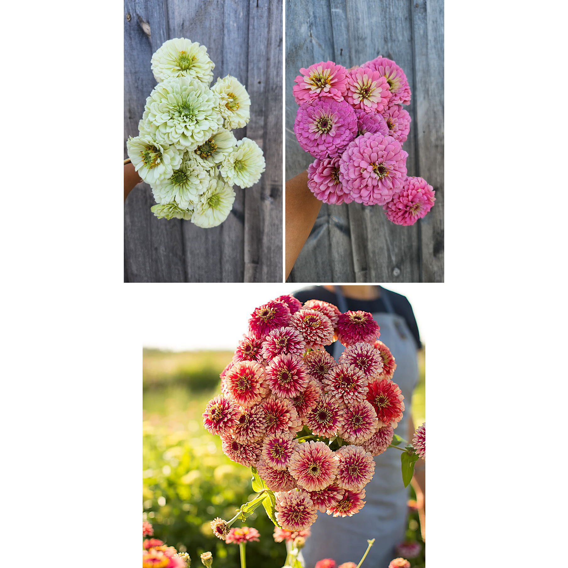 Zinnia "Strawberry Cream Mix" 6 pack
