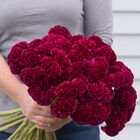 Celosia Cramers Burgundy - photo courtesy of Johnny Seed - brain shaped burgundy celosia