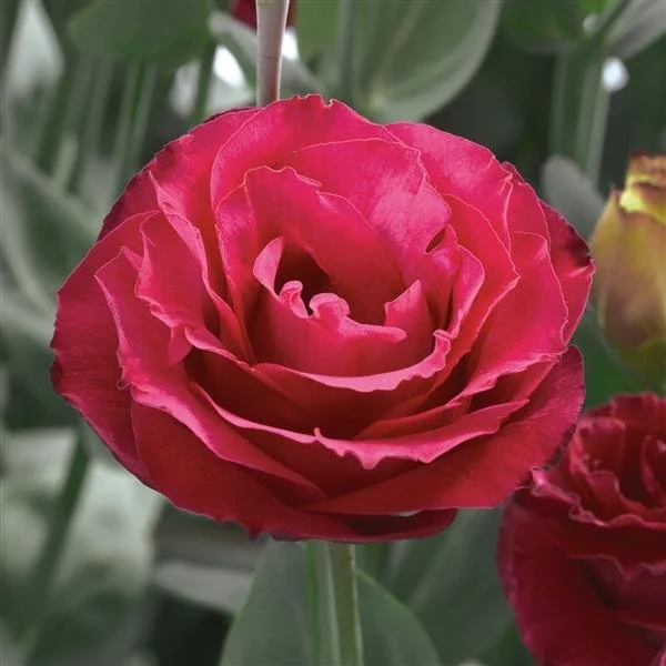 Lisianthus "Red" 6 pack