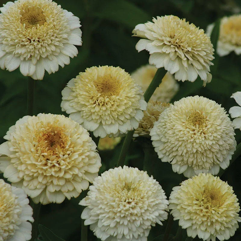 zinnia zinderella white.webp