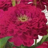 Zinnia Benarys Giant Wine.jpg