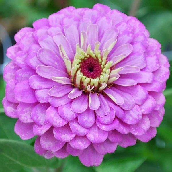 Zinnia lilac.jpg