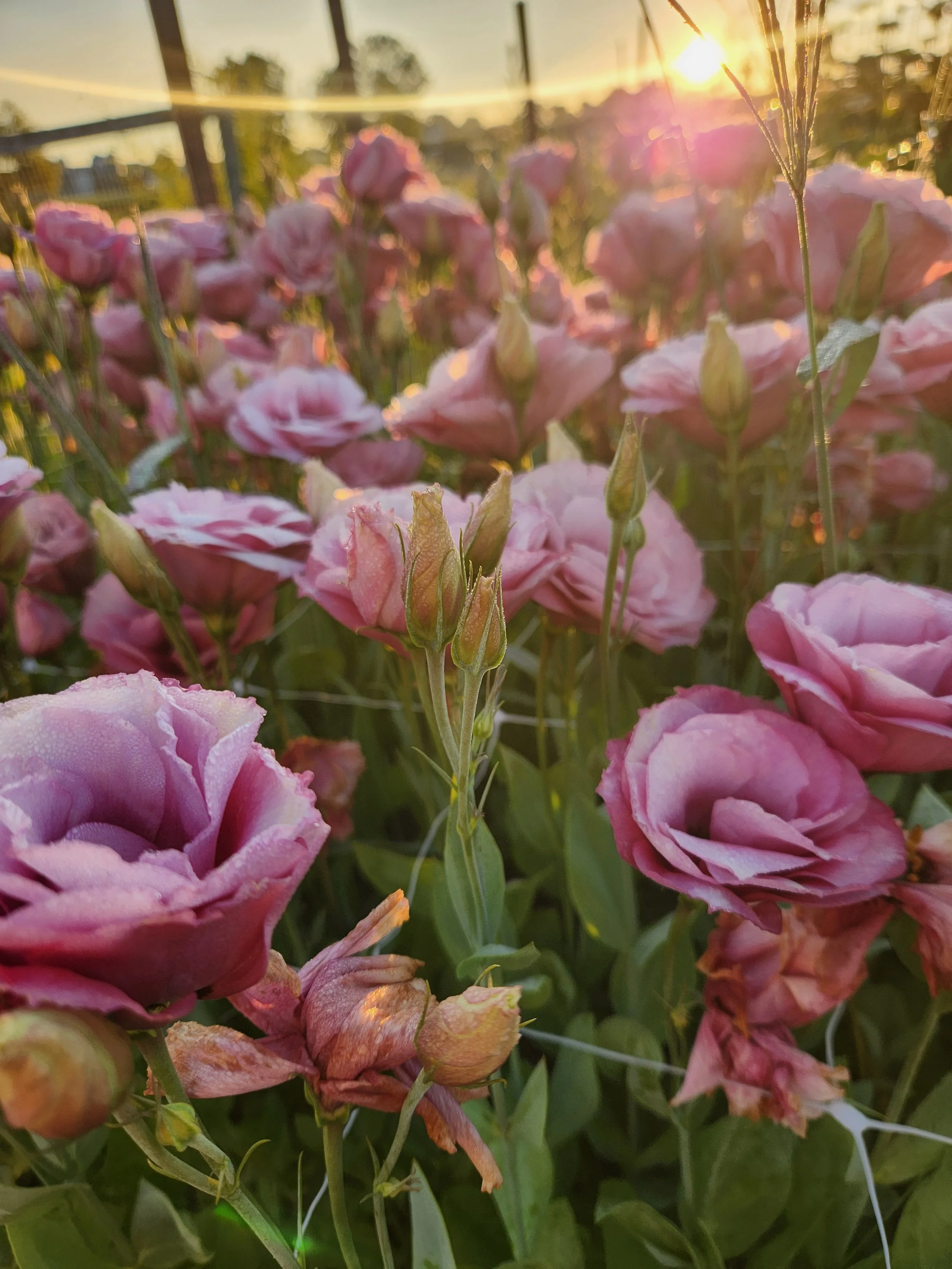 Lisianthus "Deep Rose" 6 pack
