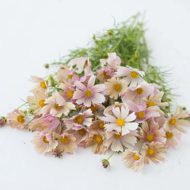 Cosmos "Apricot Lemonade" - 6 pack