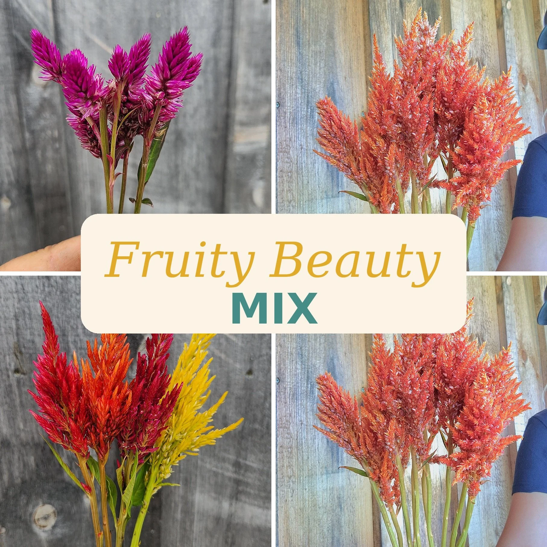 Celosia "Fruity Beauty Mix" 6 pack cut flower plants