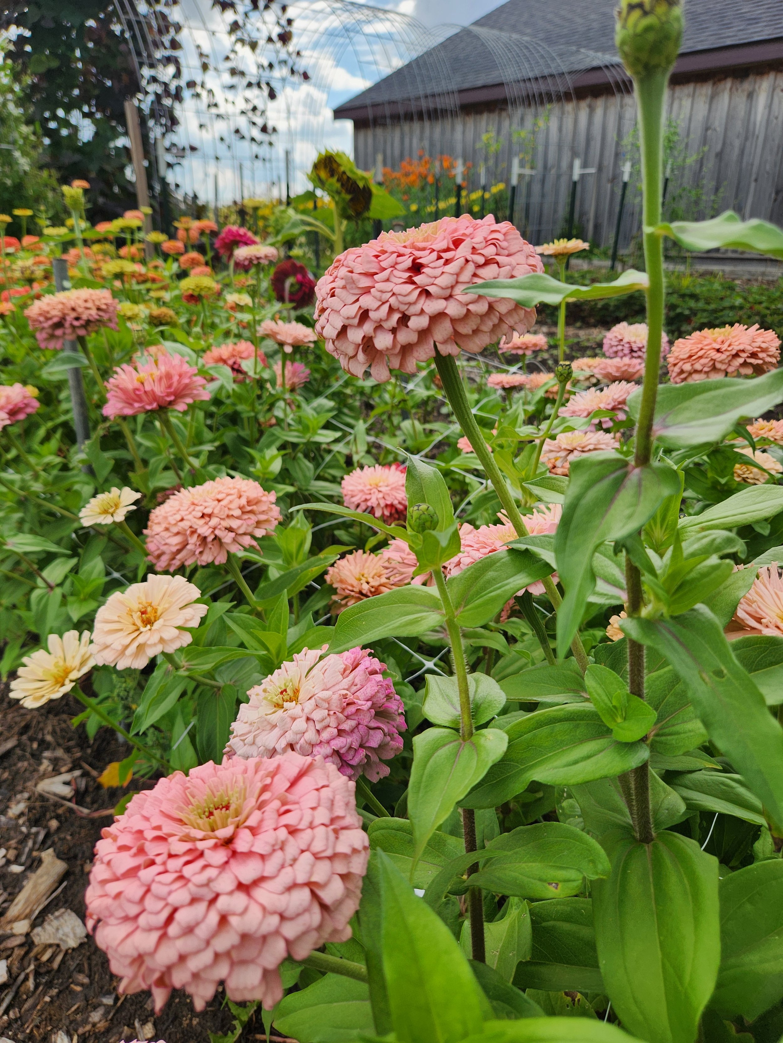 Zinnia Ballerina. Beautiful pastel shade, similar to apricot with a little pink. double flowers, large.