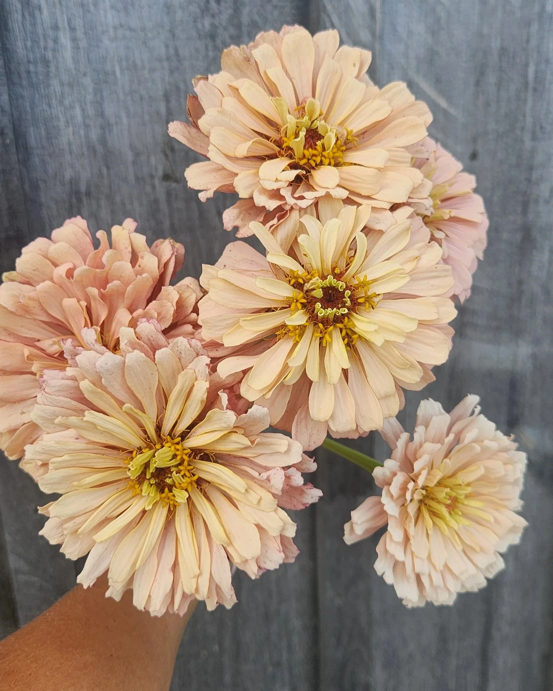Zinnia Ballerina. Beautiful pastel shade, similar to apricot with a little pink. double flowers, large.