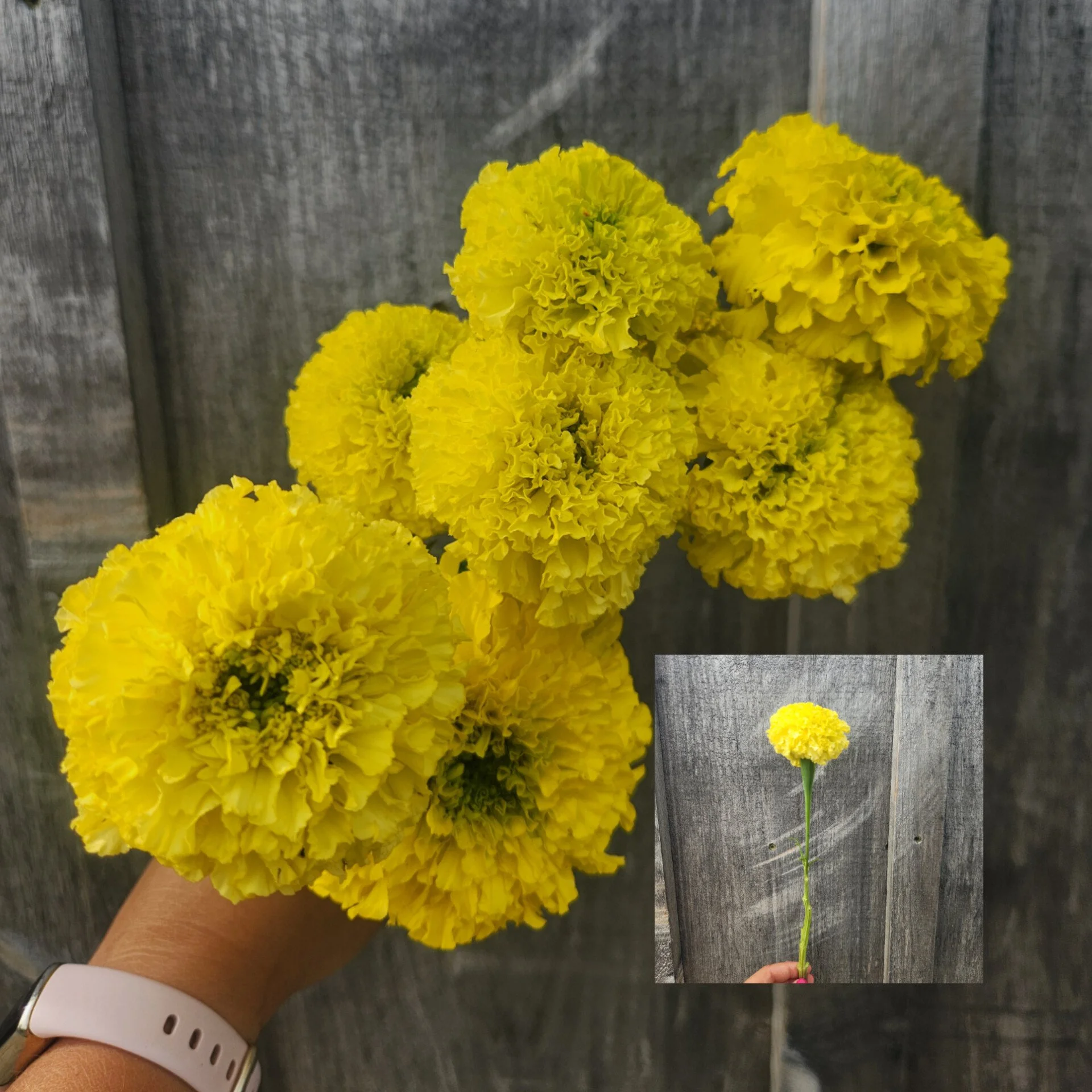 Marigold "Giant Yellow" 6 pack