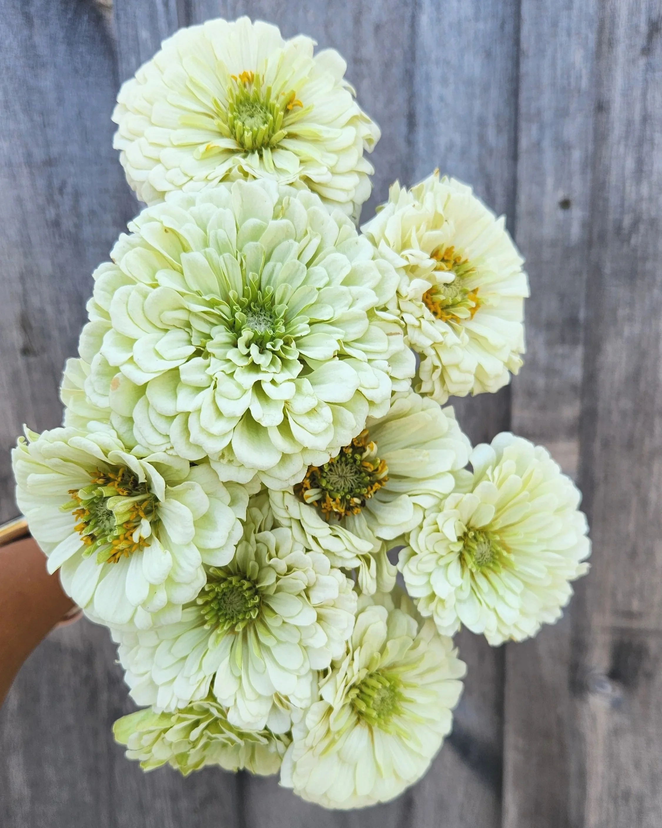 Zinnia Benary's Giant White - big double daisy looking heads. White with a touch of green hint, especially in the center. Lots of petals.