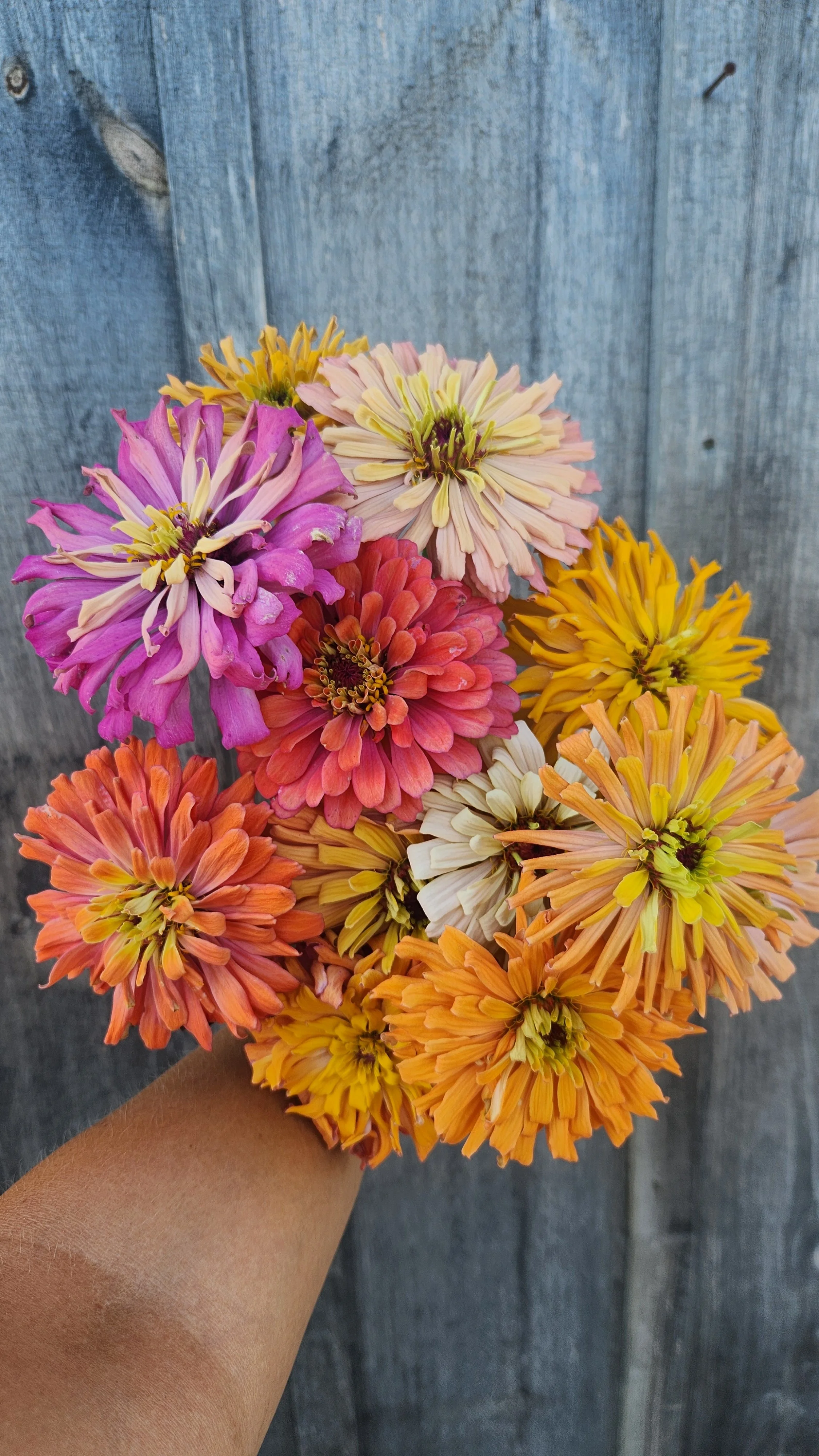 Zinnia "Agave" 6 pack