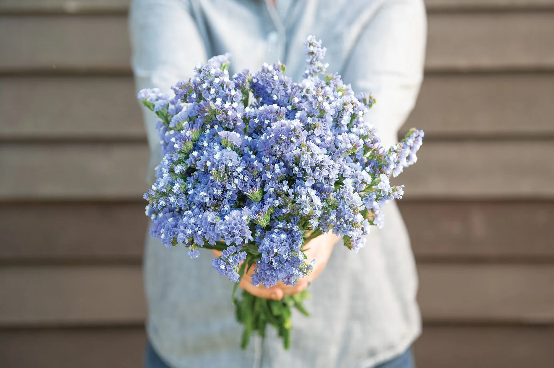 Statice Pale Blue - 6 pack