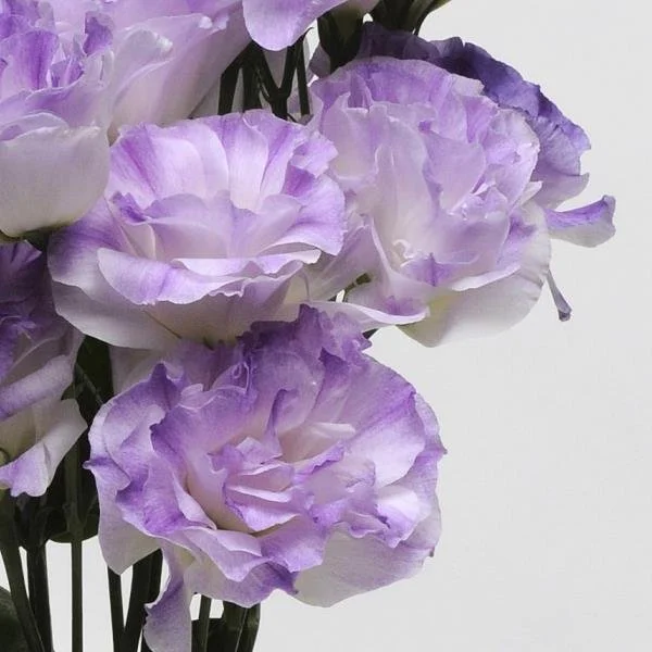 Lisianthus Misty Blue 2.jpg