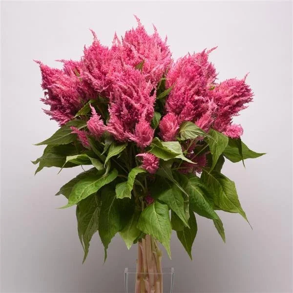 celosia sunday bright pink - photo courtesy of Johnny's Seed - beautiful bright pink plume