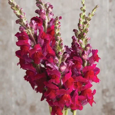 Snapdragon Potomac Red from Johnny Seed. Beautiful deep red spike flower