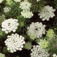 Ammi Green Mist.jpg