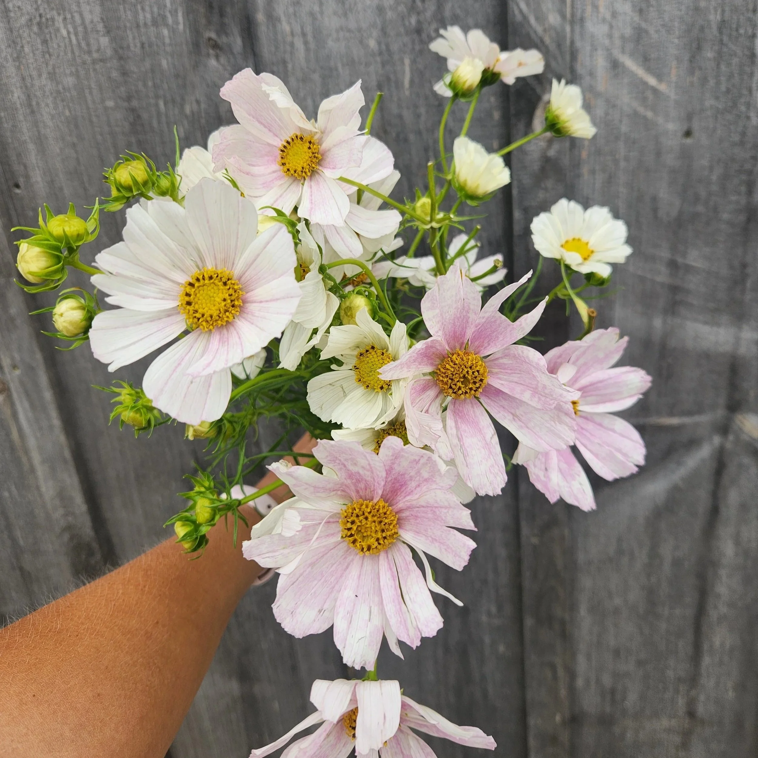 Cosmos Versailles Flush - beautiful light pink and white flower.
