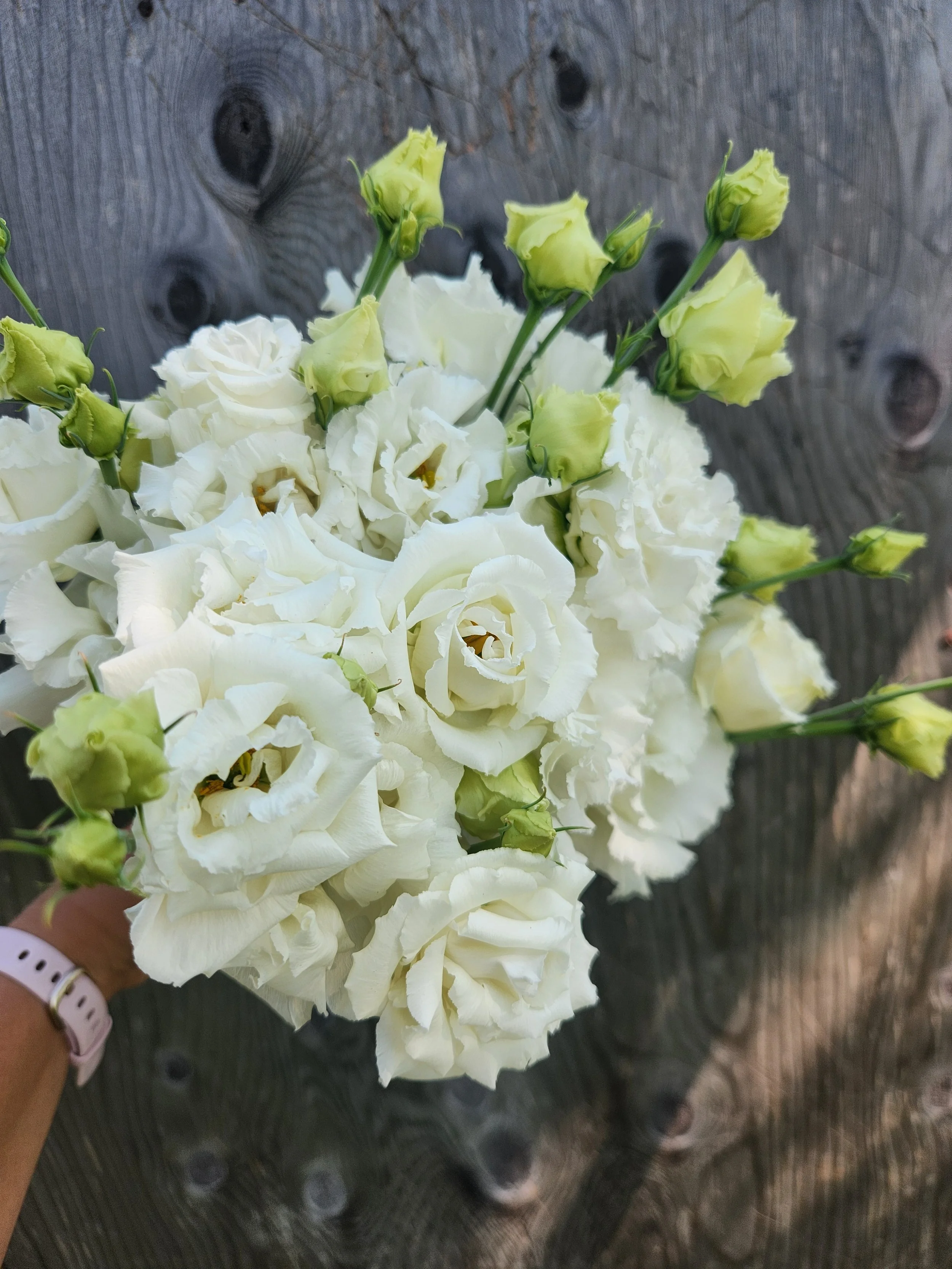 Lisianthus Voyage White Cut Flower Plants