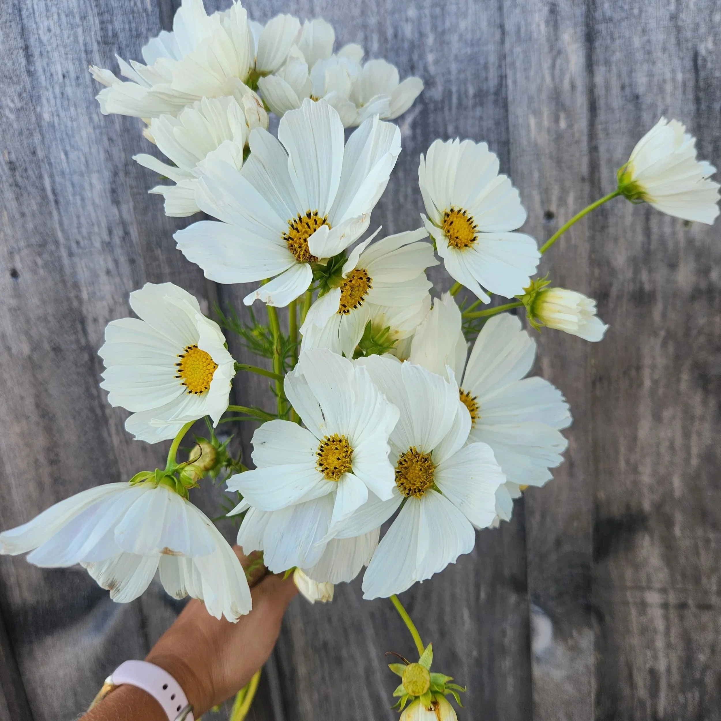 Cosmos Afternoon white - white fluttery flowers