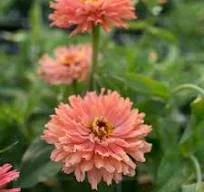 Zinnia Senora. Cactus looking flower in a apricot color. Double flowers look like a daisy. beautiful addition to a cut flower garden.