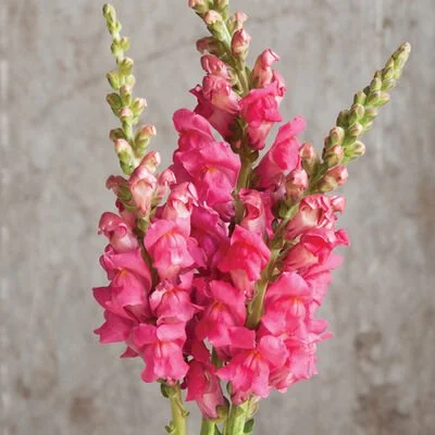 Snapdragon Potomac Cherry Rose picture from Johnny Seed. Dark pink rose color flowers on a tall spike stem.