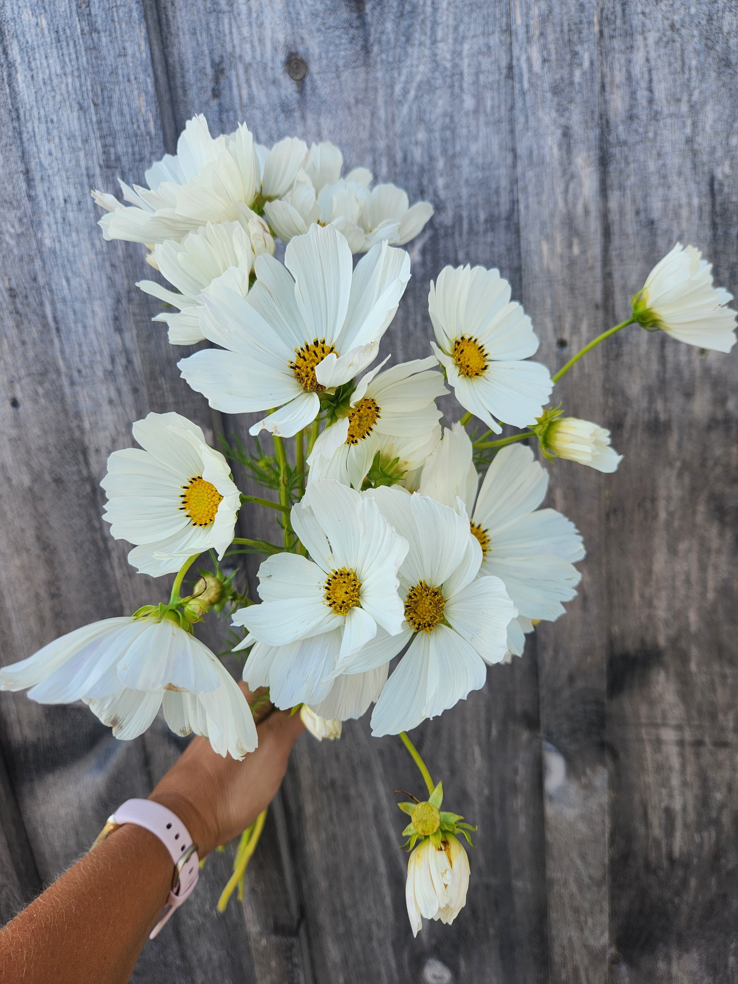 Cosmos "Afternoon White" 6 pack