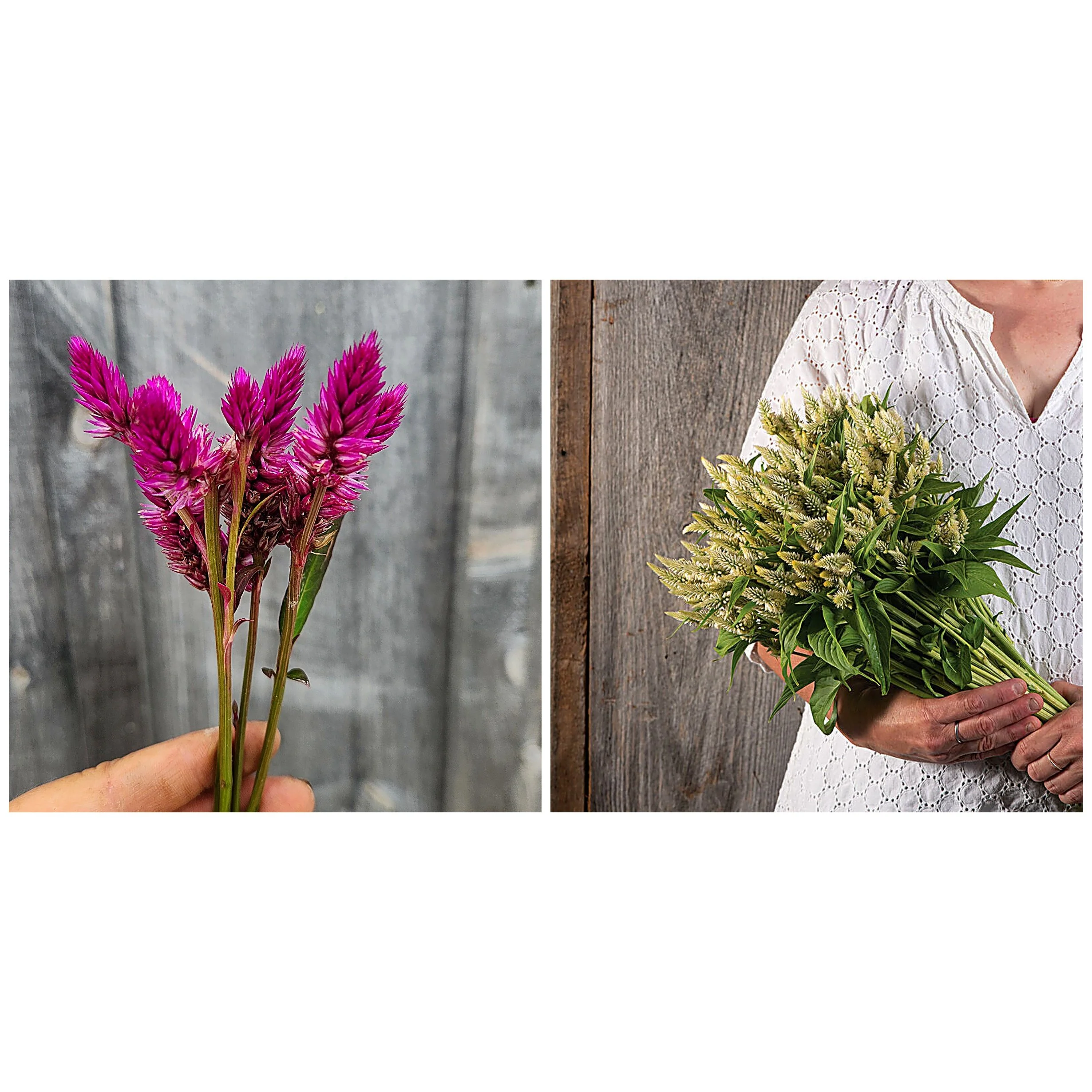 Celosia "Blueberry Cream" 6 pack cut flower plants