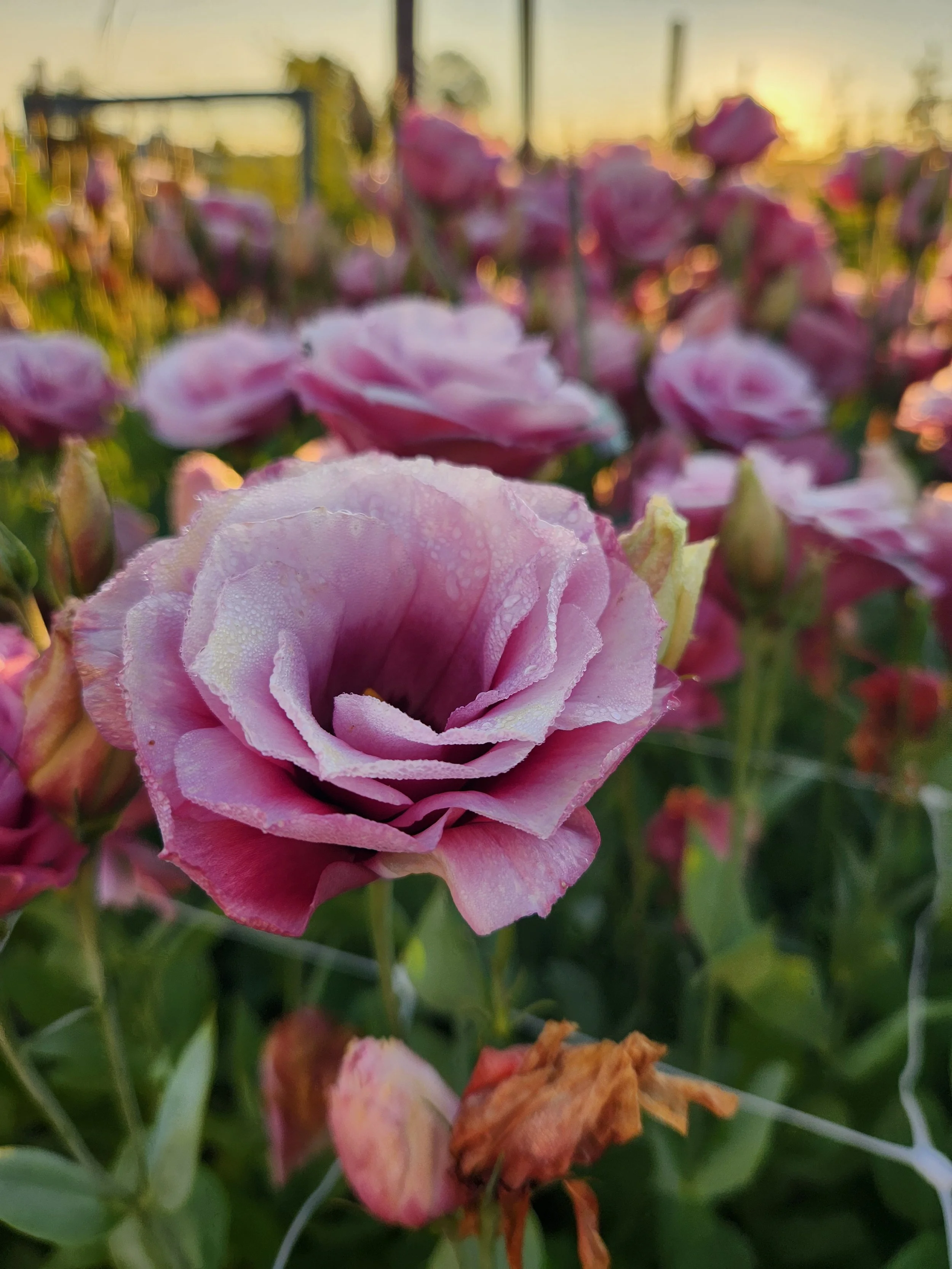 Lisianthus Deep Rose - dark pink tones, ruffles and double with a deep center. Looks like a rose.
