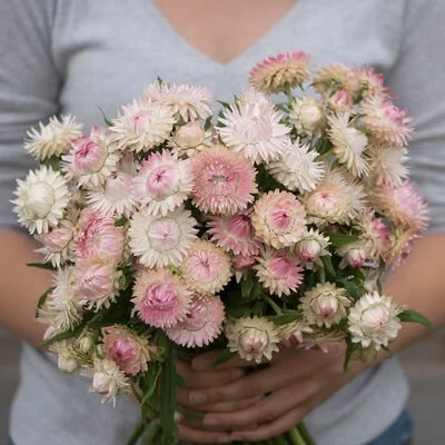 Strawflower Silvery Rose. Picture from Johnny Seed. Beautiful pink cut flower, daisy like look, with pink and white coloring