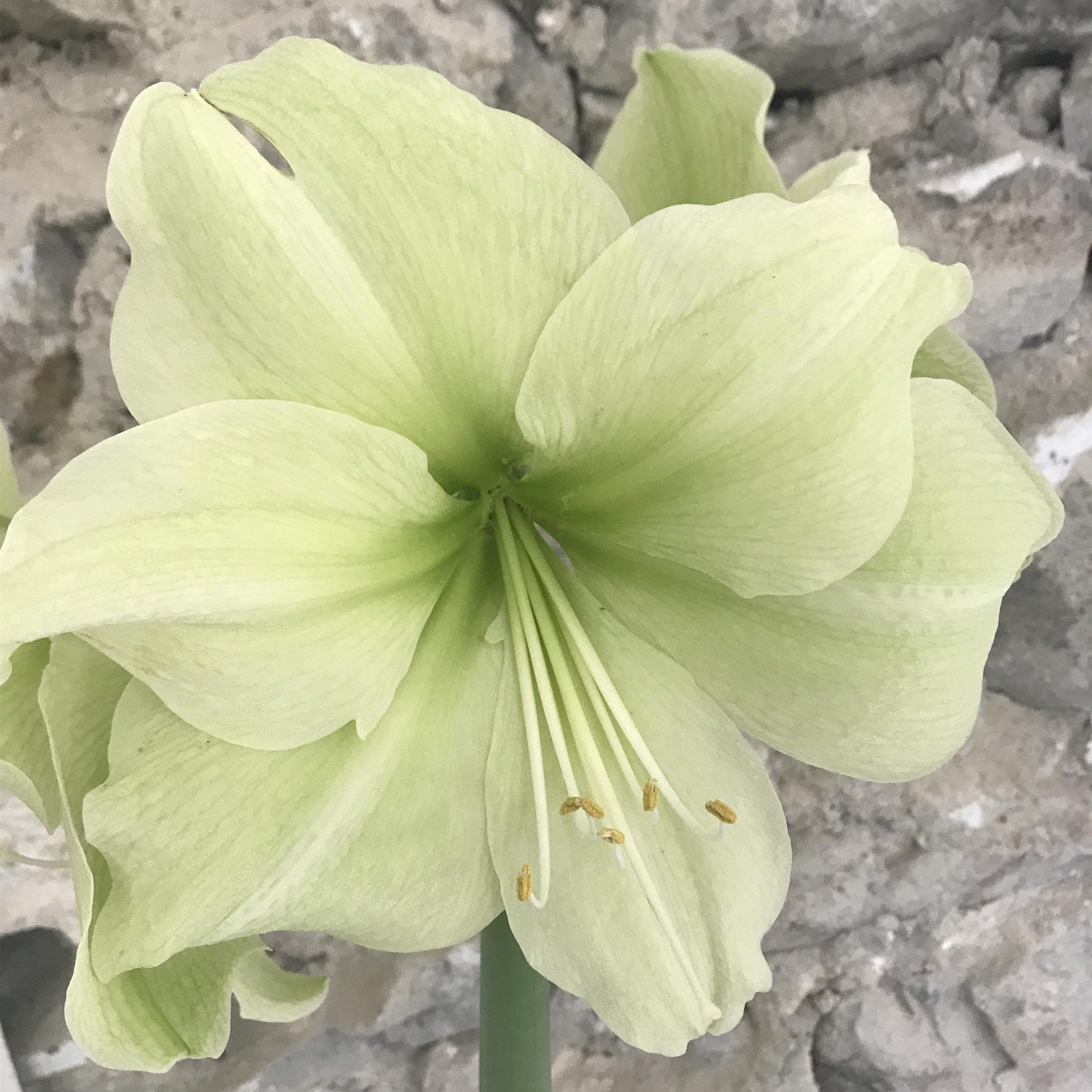 AMARYLLIS+FANTASY_Bloom_Bloom.jpg