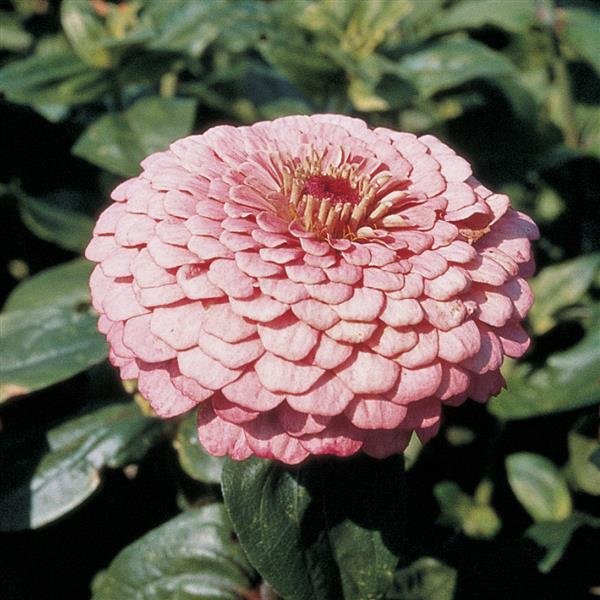 benarys giant bright pink.jpg