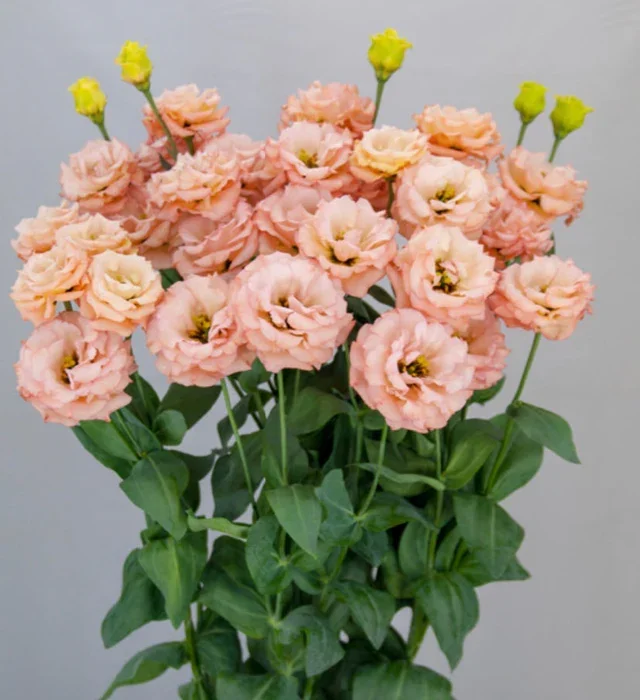 Lisianthus sabrina mango.webp