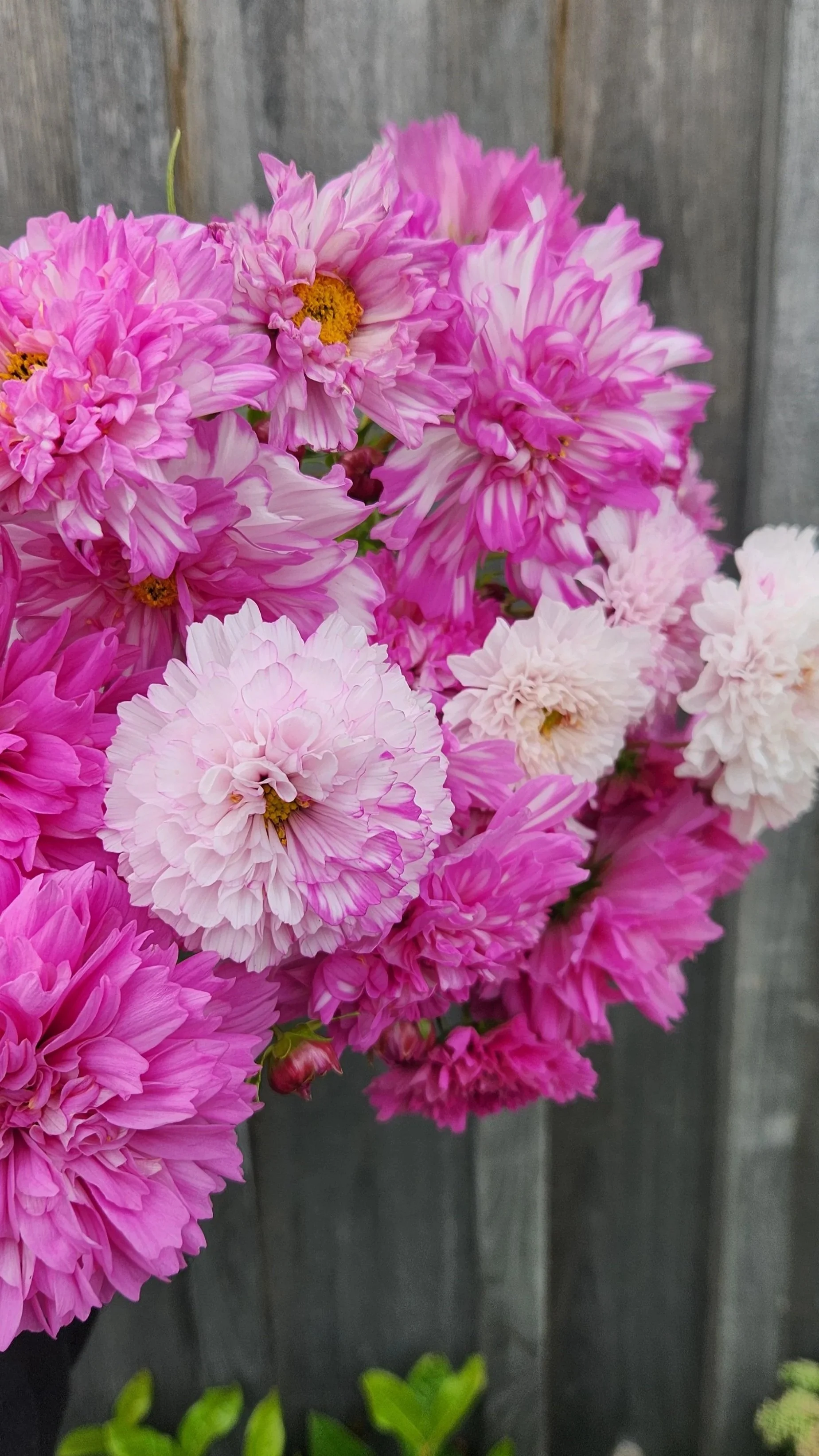 Cosmos Double Click Bicolor Pink - White, pink, dark pink, and mixed white and pink flowers. Doubles, full and very romantic.