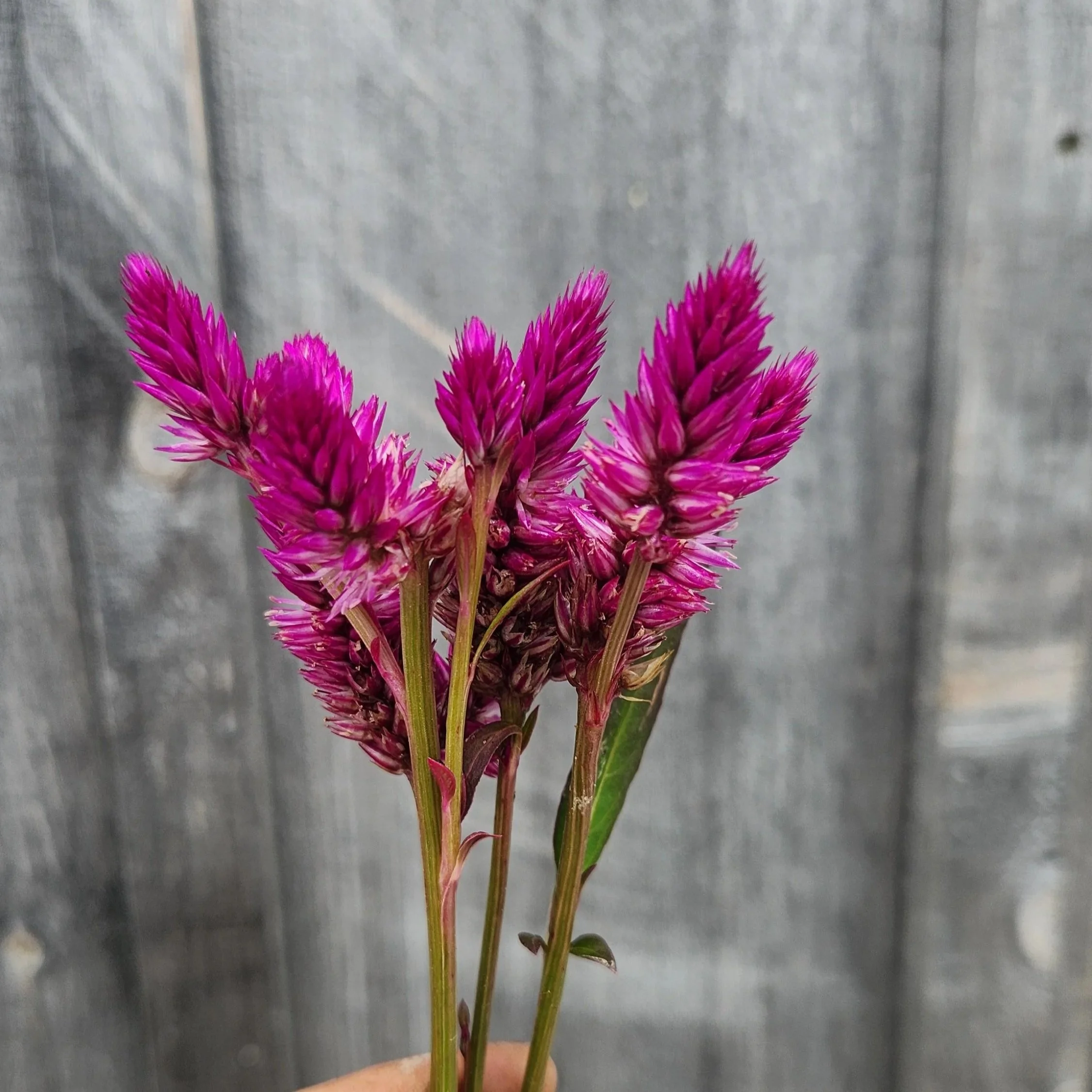 Celosia Celway Purple - dark purple plume