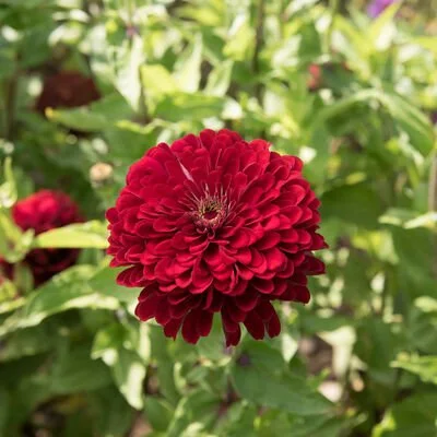 zinnia deep red.jpg