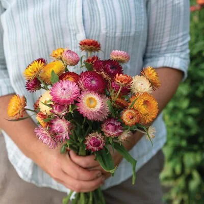 Strawflower Choice Mix. Picture from Johnny Seed. Red, Pink, Yellow, White daisy looking flowers.