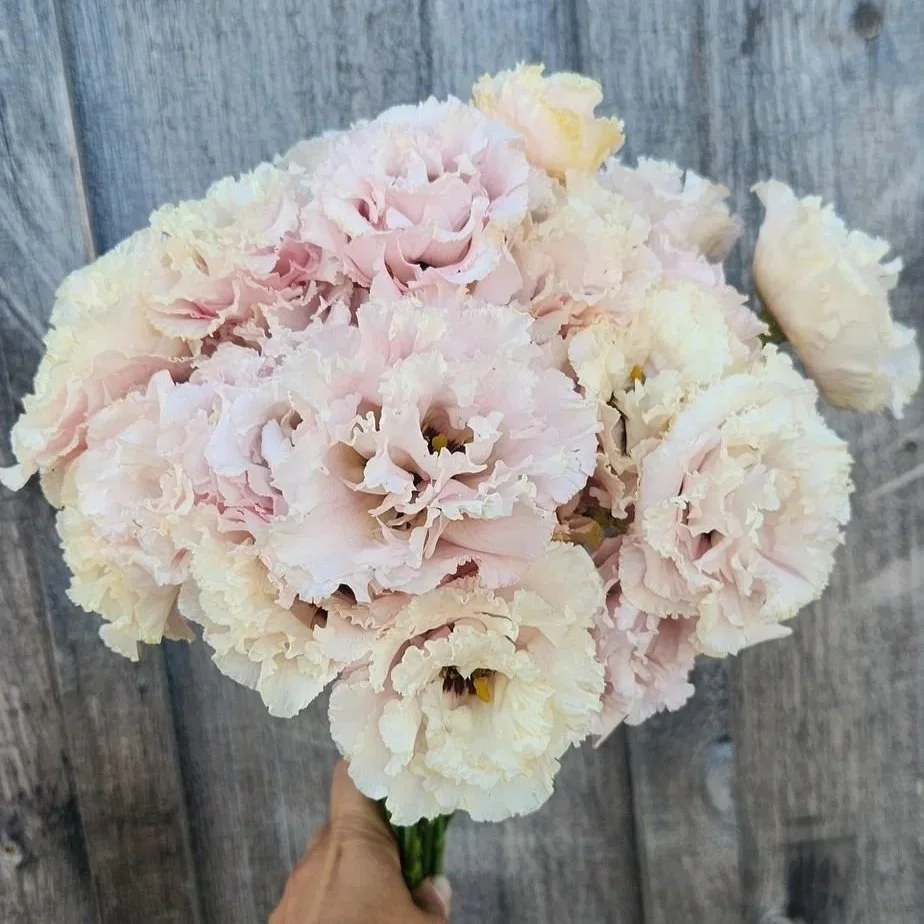 Lisianthus Pink - double ruffly flower in a beautiful shade of light pink.