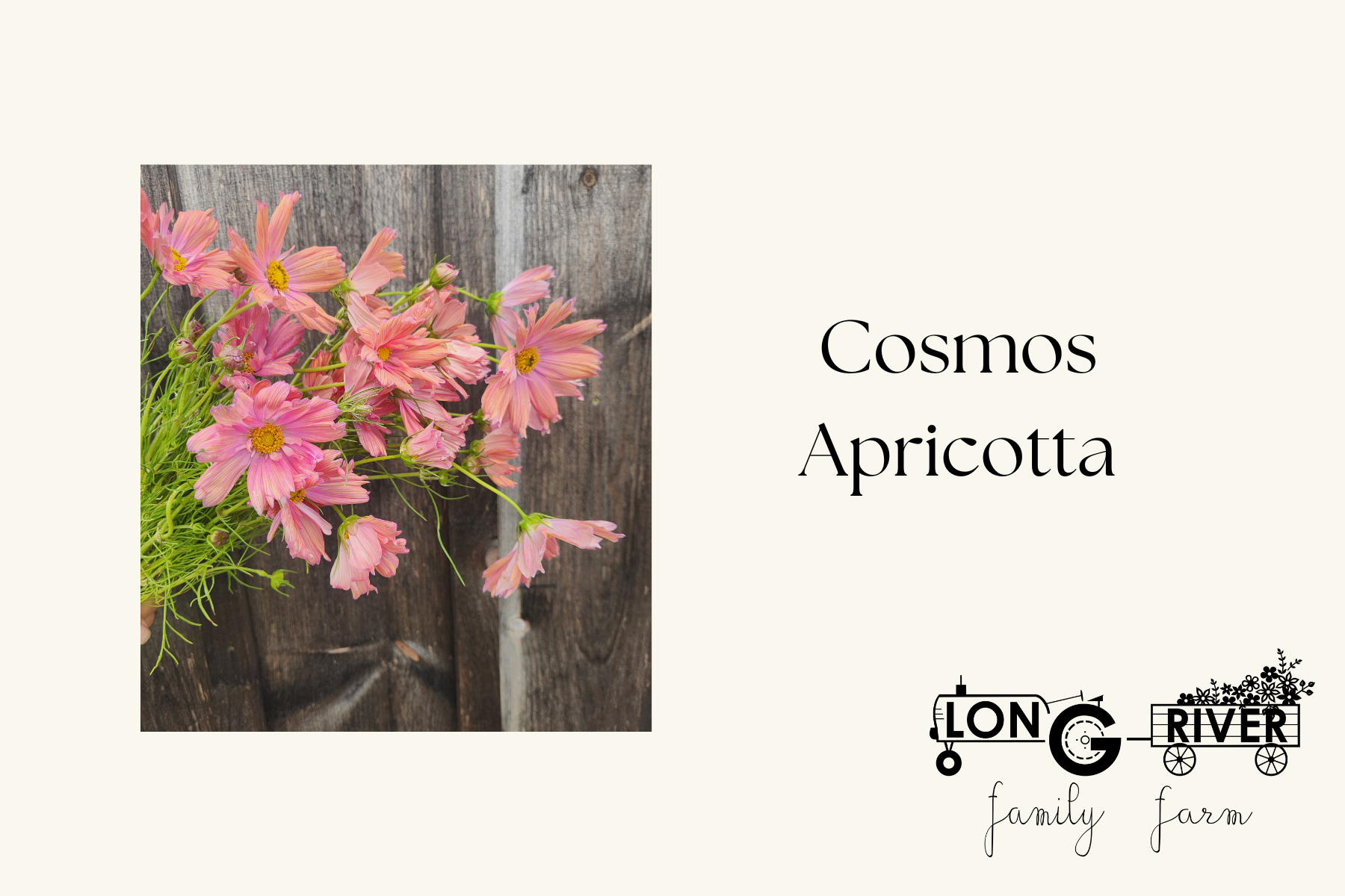 Cosmos Apricotta.png