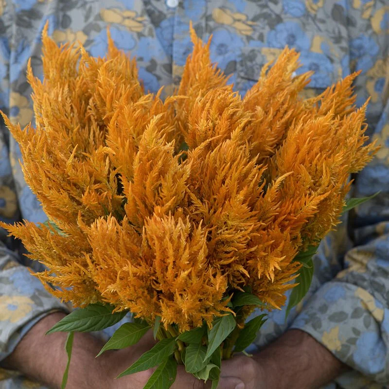 Celosia sunday_gold - photo courtesy of Johnny's Seed - beautiful gold colored plume