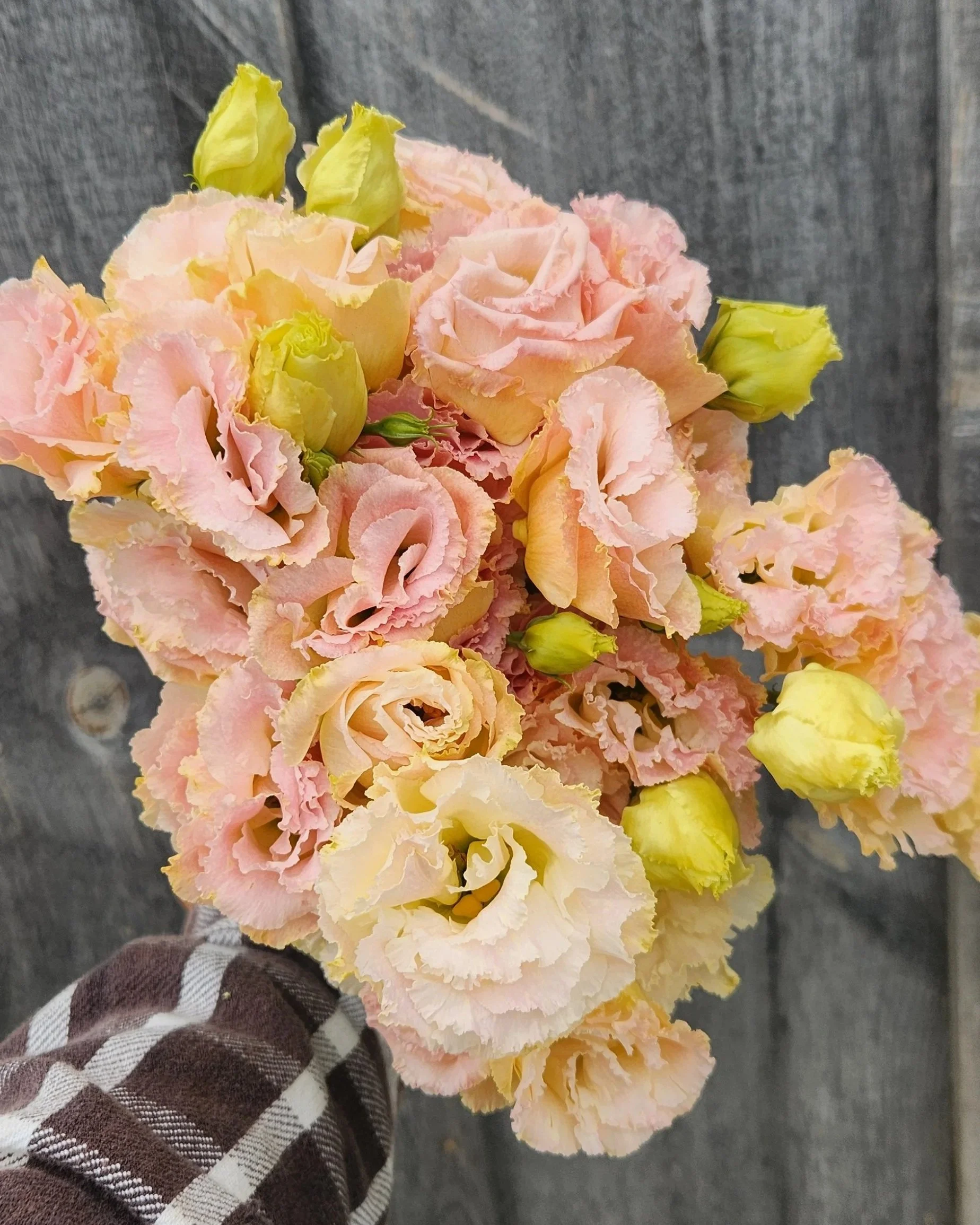 Lisianthus Voyage Champagne Cut Flower Plants